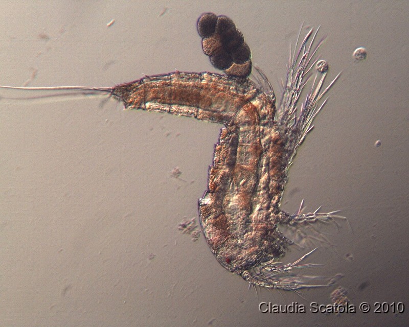 Copepode